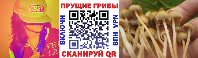 наркотики  Владимир  Галлюциногенные грибы Psilocybine cubensis 